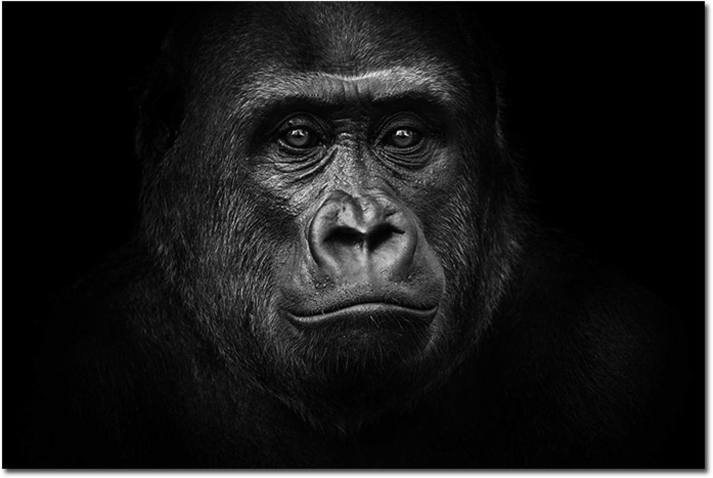 Amazon Co Jp キャンバス画像野生動物ゴリラ白黒ポスターとプリントアートワーク壁アートリビングルーム寝室家の装飾15 7 X23 6 40x60cm フレームレス ホーム キッチン