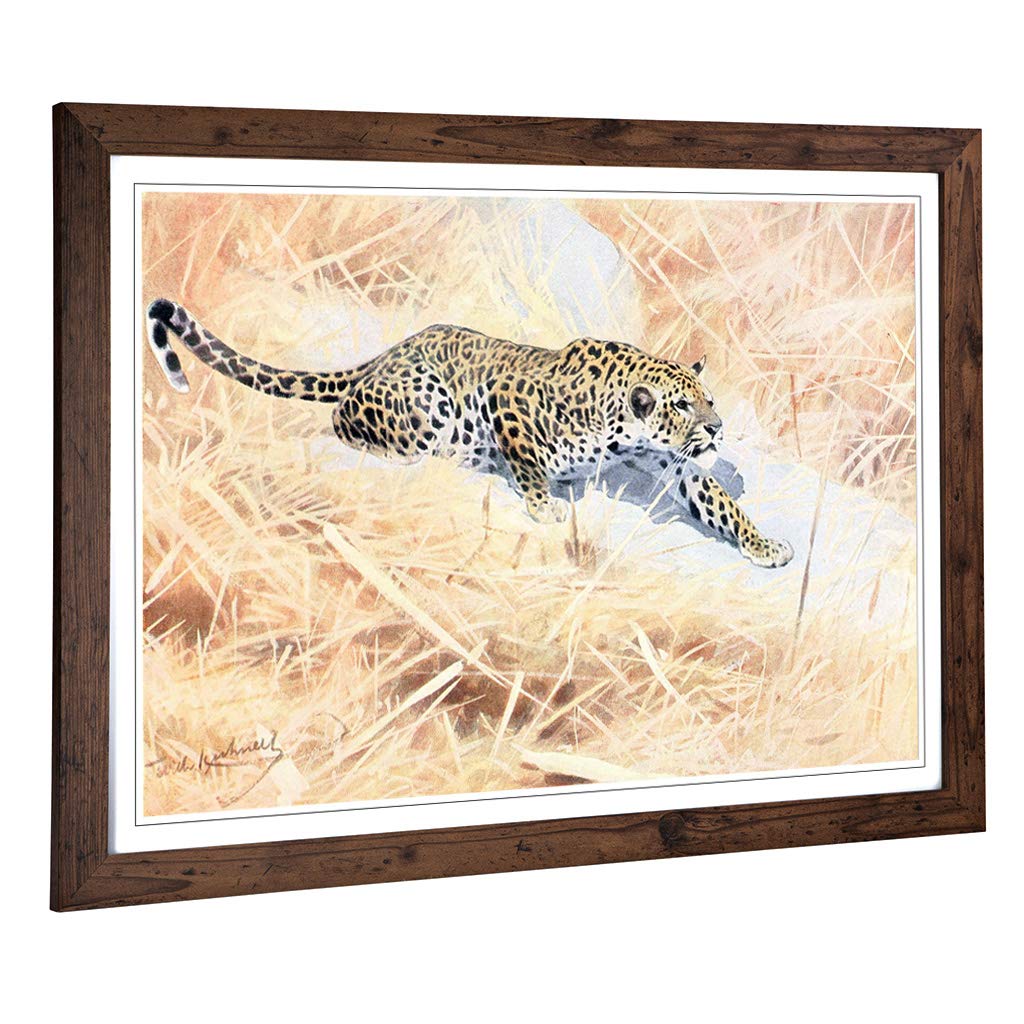 Big Box Art Framed Print of Vintage W Kuhnert African Leopard Design | Wall Art Picture | Home Decor for Kitchen, Living Room, Bedroom, Hallway, Walnut, A2 / 24.5x18 Inch / 62x45cm
