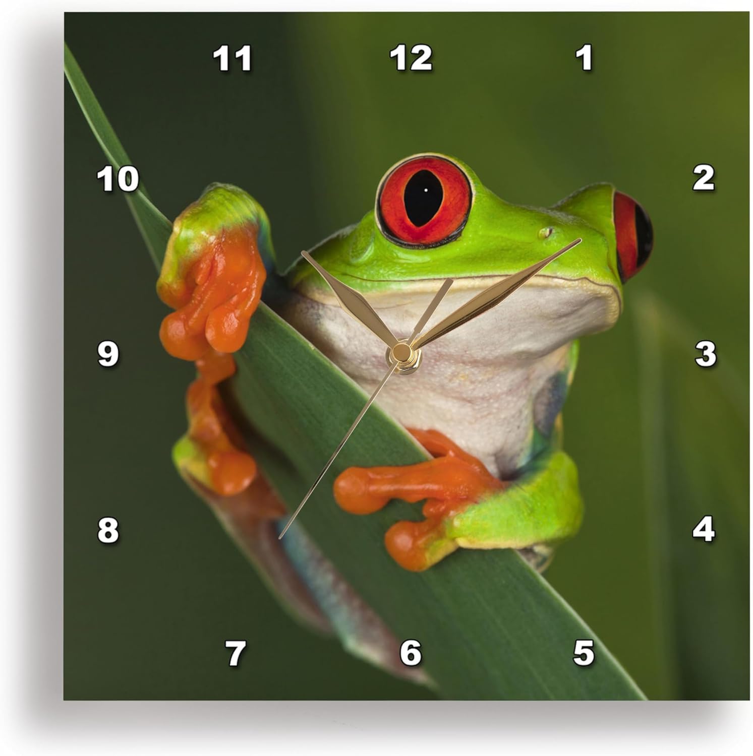 3dRose dpp_83654_2 Redeyed Tree Frog 'Agalychnis Callidryas' NA02 AJE0384 Adam Jones Wall Clock, 13 by 13-Inch