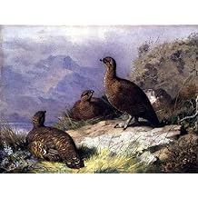 ZhiChengHflBM Vintage Painting Wall Art Poster Artwork Print Red Grouse on the Shore of a Loch by Archibald Thorburn Famous Paintings Replicas for Home Decor 60x90cm
