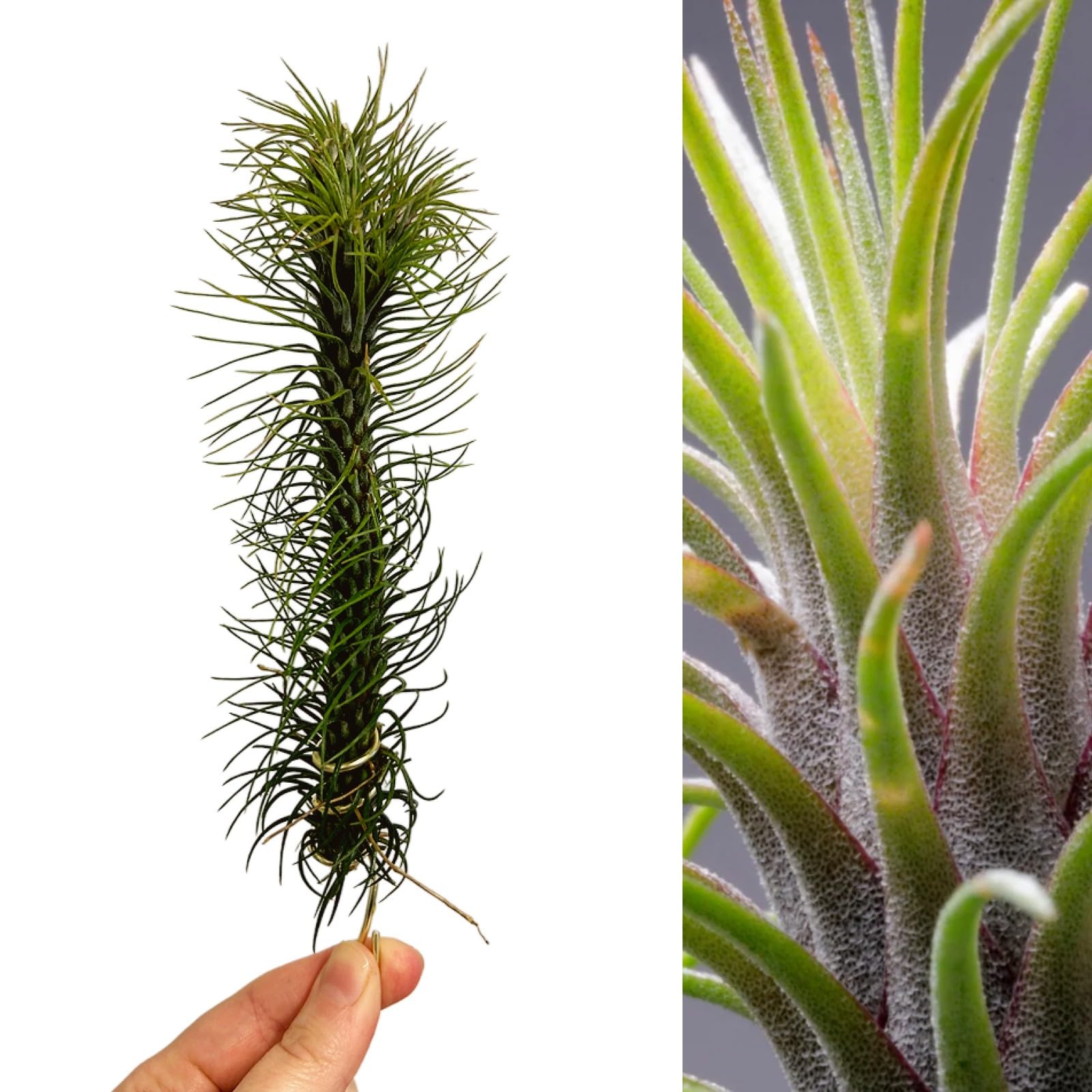 Tillandsia Funckiana - Red Flowering Air Plant - 20cm in Height - Strong Indoor Plant (2 Plants)