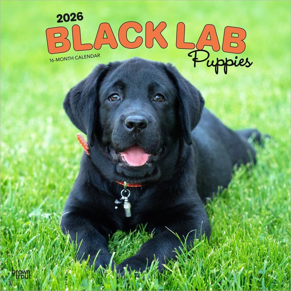 Black Labrador Retriever Puppies - Schwarze Labrador Retriever Welpen 2026 - 16-Monatskalender: Original BrownTrout-Kalender [Mehrsprachig] [Kalender]
