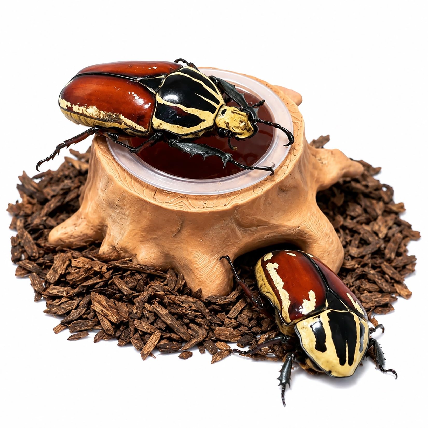 CASOME Beetle Jelly Holder, Tree Stump Feeding Dish for Beetles, Insect Jelly Cup Feeder, Natural Habitat Style Feeding Station for Pet Insects