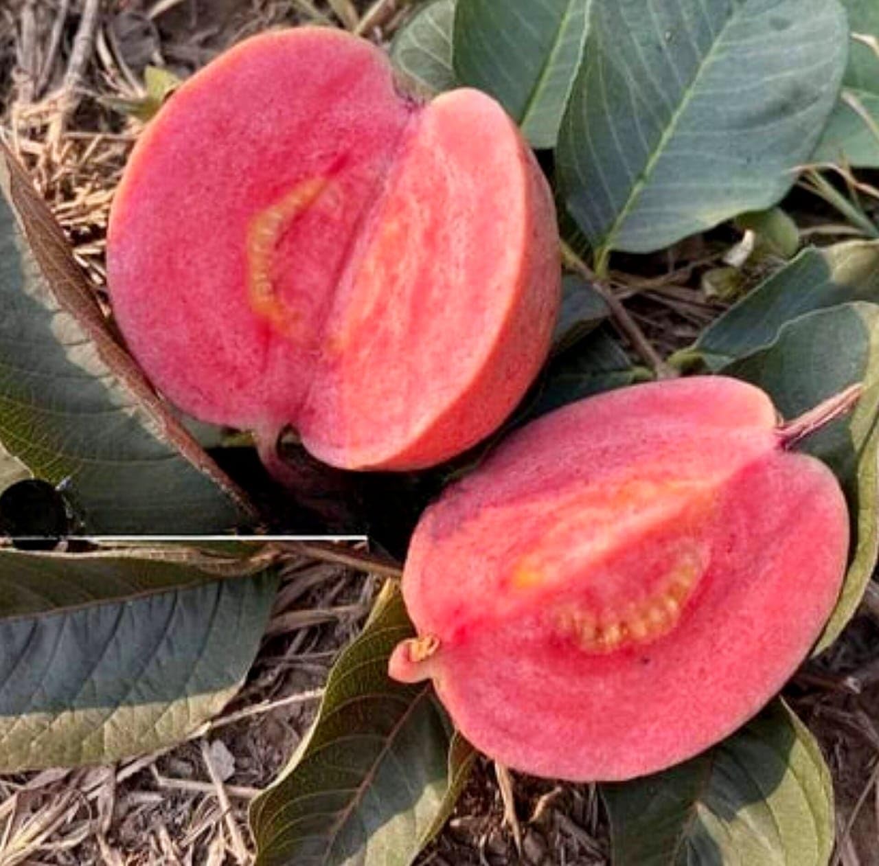Black dimond guava plant live, All Season Red Amrud Live Fruit Plant 1-2 Feet Height Plant (Pack Of 1 Healthy live plant)-image-37