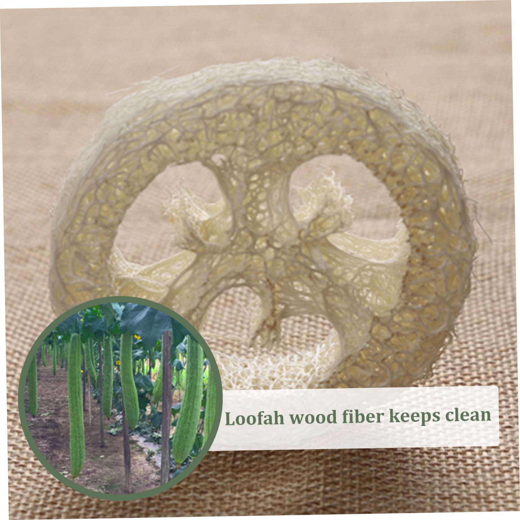 20 Natürliche Luffa-Scheiben Für Seifenherstellung – Bio, 2,5-3 Cm Durchmesser, Kompostierbar, Aus Mexiko