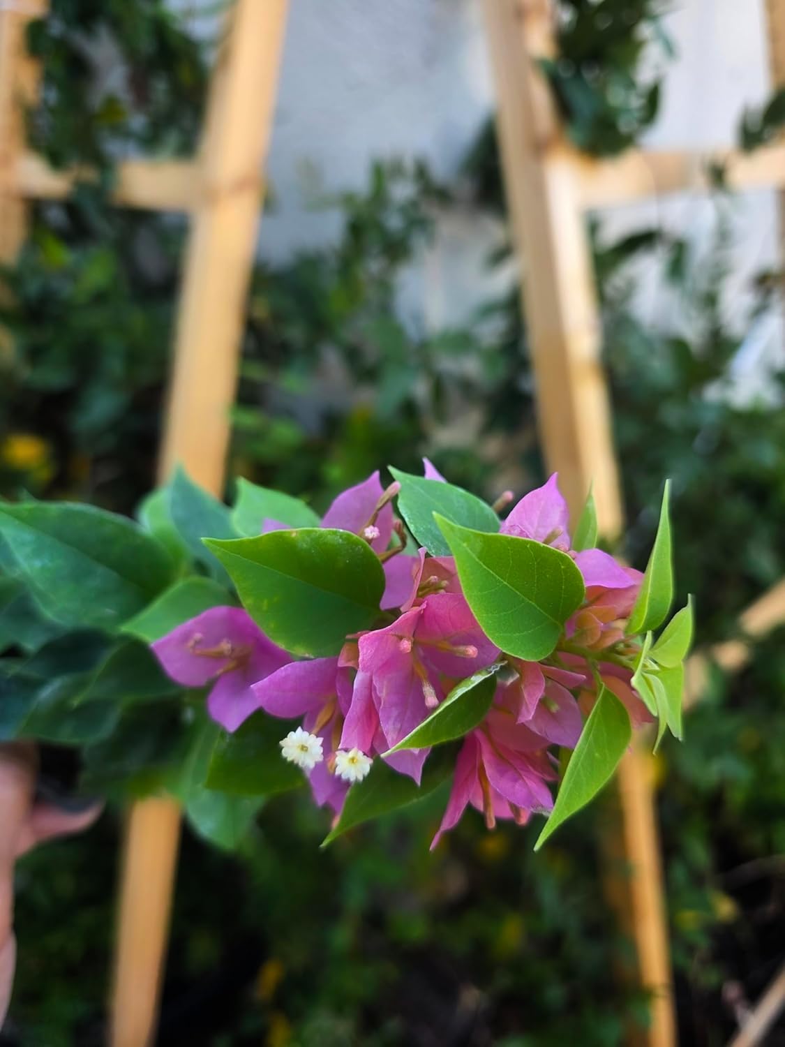 Bougainvillea Plant Live Pink Torch Glow 2 Packs - California Grown -Low Maintenance air Purifying