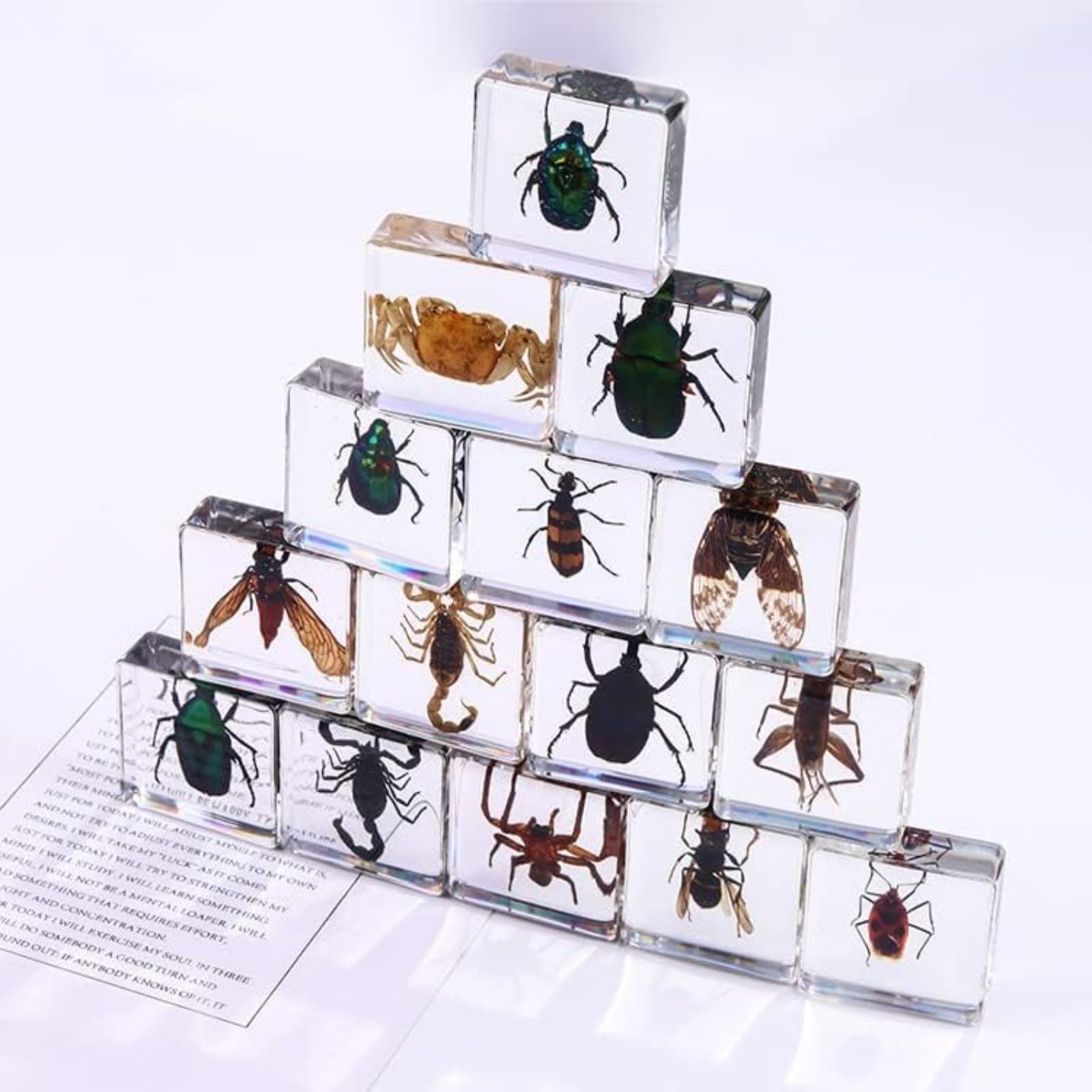 Insectos en Resina preservados, colección de especímenes, pisapapeles de Resina Transparente, decoración