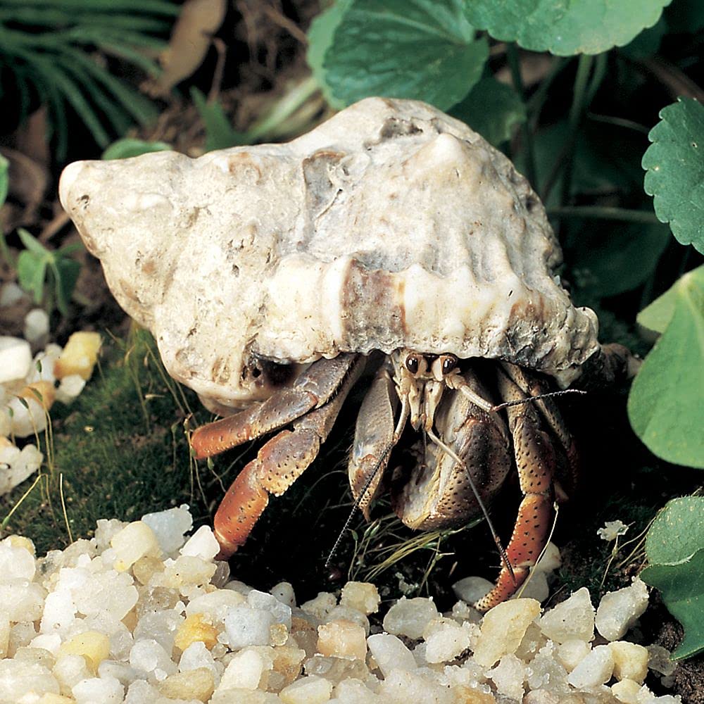 Land Hermit Crab, Living, Pack Of 3