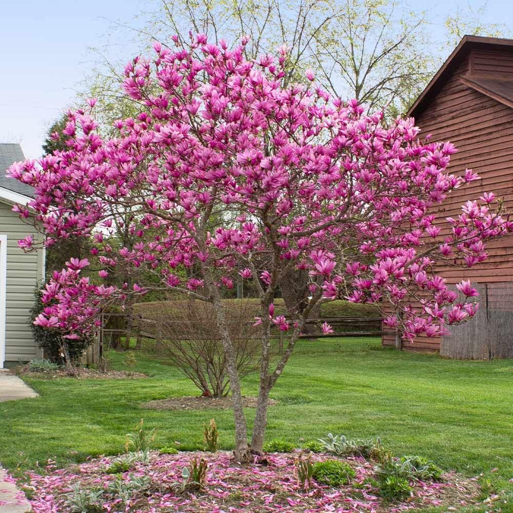 Brighter Blooms - Jane Magnolia Tree, 2-3 ft. - No Shipping to AK, AZ, HI, OR