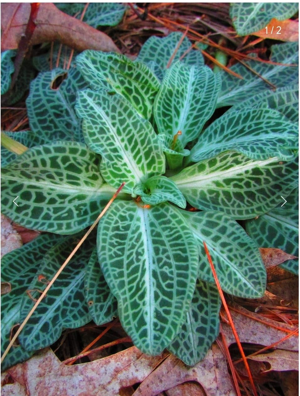 Jewel Orchid : Goodyera pubescens || exotic variety indoor and decorative orchid plant-image-30