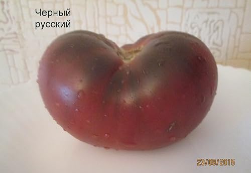 Miniatura 2 de Semillas Tomate Elefante Negro Gigante Heirloom Vegetal Sin OMG