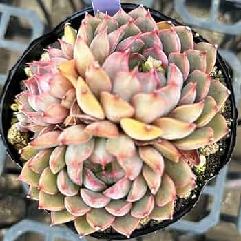 多肉植物 グレーと赤のグラデーション*9 多肉植物 グレーと赤の