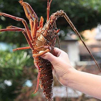 Amazon.co.jp: 活きたまま発送 活伊勢海老 （約600g×1尾） 2～3人前