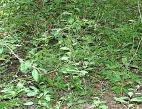 Miniatura 3 de Rastaman Stew Jamaicana Guinea Hen Weed Anamu Hojas de té Tallos y raíces Molidos y mezclados Wildcrafted Orgánico Natural 4oz Rastaman Stew Vendedor