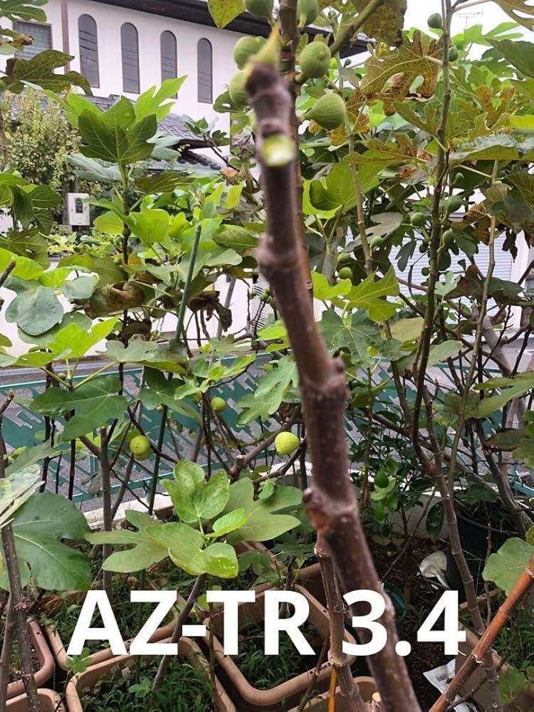 Amazon.co.jp: いちじく 苗 いちじく苗 果樹 AZ-TR 3.4 : DIY・工具
