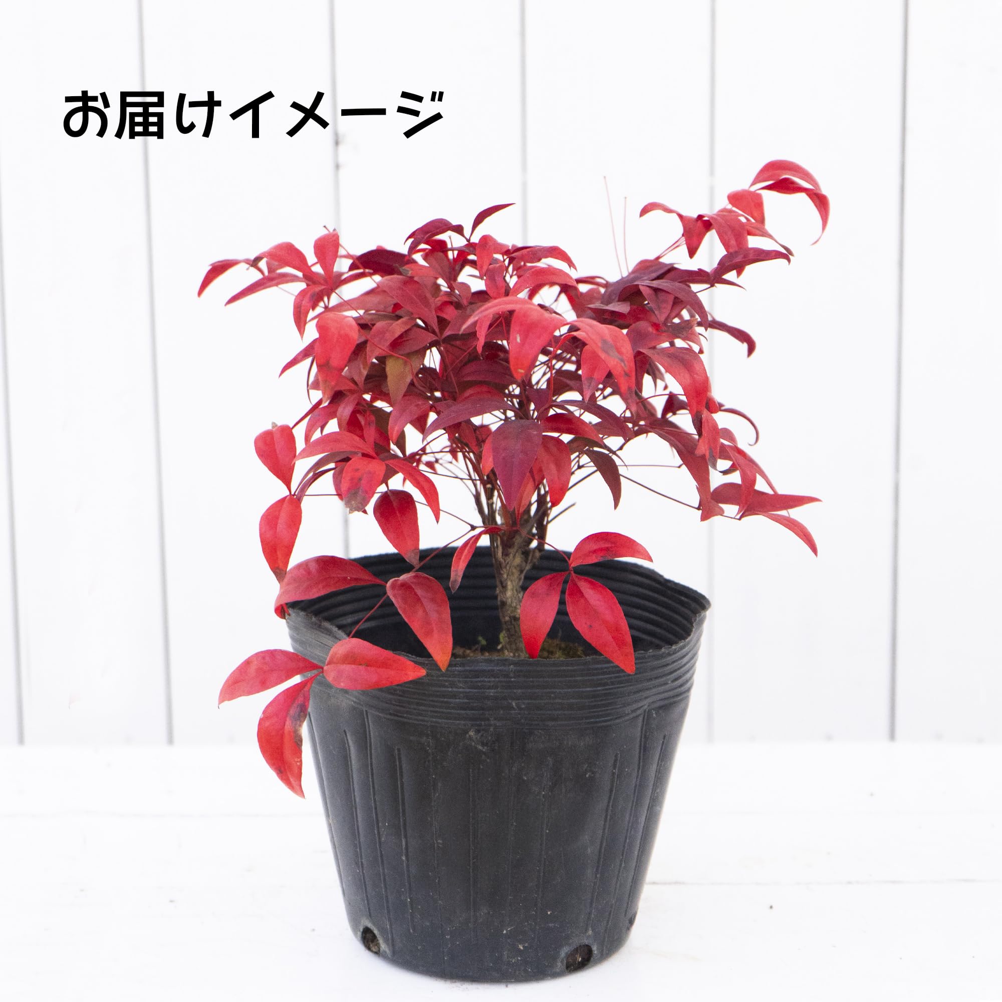 Amazon | オタフクナンテン 5号 15cmポリポット苗 1株 お多福南天 庭木
