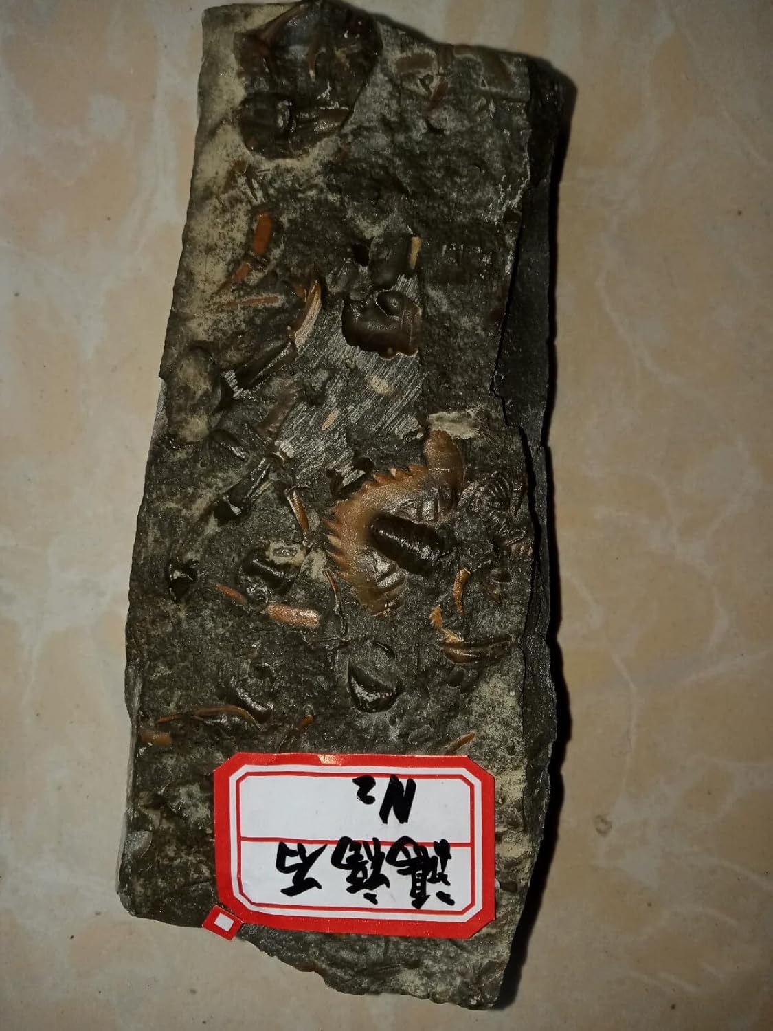 Cambrian Swallow Trilobites Fossils from ShanDong Ice Age