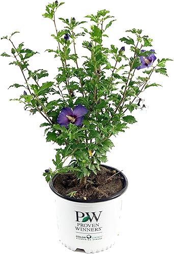 Ganadores probados - Hibiscus syriacus Azurri Blue Satin (Rosa de Sharon) Arbusto, azul con flores rojas, #3 - Contenedor de tamaño