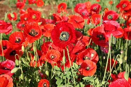 10.000 semillas de flor de amapola de maíz rojo Papaver rhoeas gran polinizador