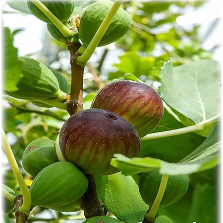 Amazon シュガーイチジク 果樹苗 果物