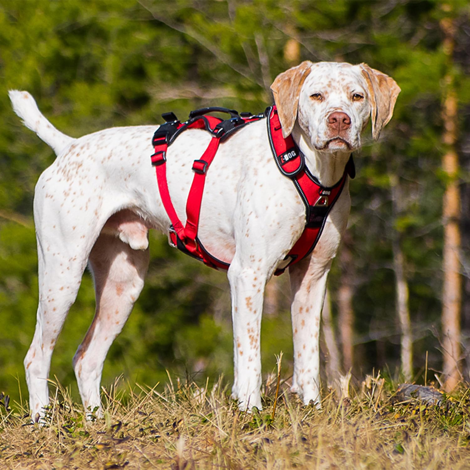 I-dog