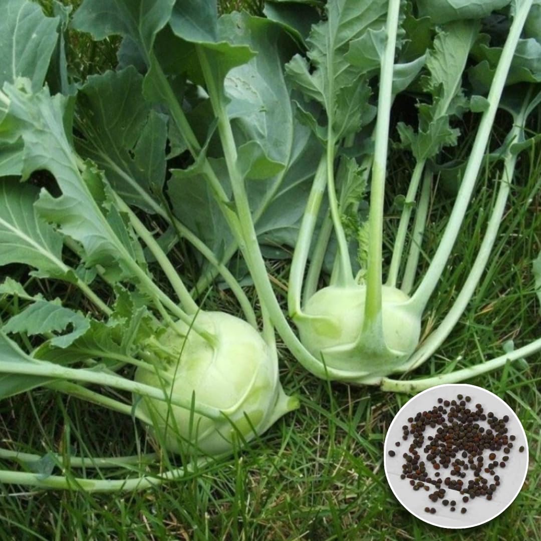 Sustainable Organic Knol Khol Seeds - Perfect for Eco-Conscious Gardeners, High Germination Rate (Pack of 50 Seeds)-image-16