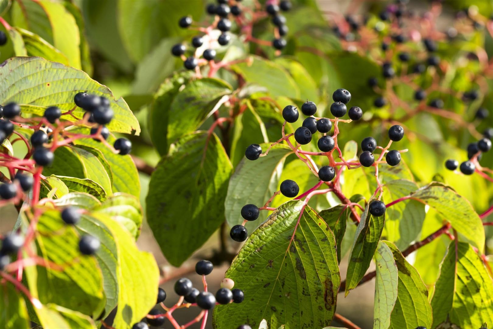Roter Hartriegel Cornus sanguinea 125-150 cm Heckenpflanze winterhart
