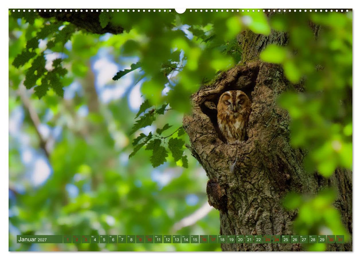 CALVENDO - Geliebtes Federvieh (hochwertiger Premium Wandkalender 2027 DIN A2 quer), Kunstdruck in Hochglanz: Eine Sammlung von Vogel-Fotografien, unterschiedlicher Arten und Familien.