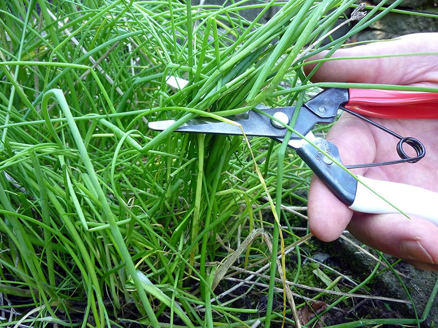 Image of Okatsune Onion Shears NO.306