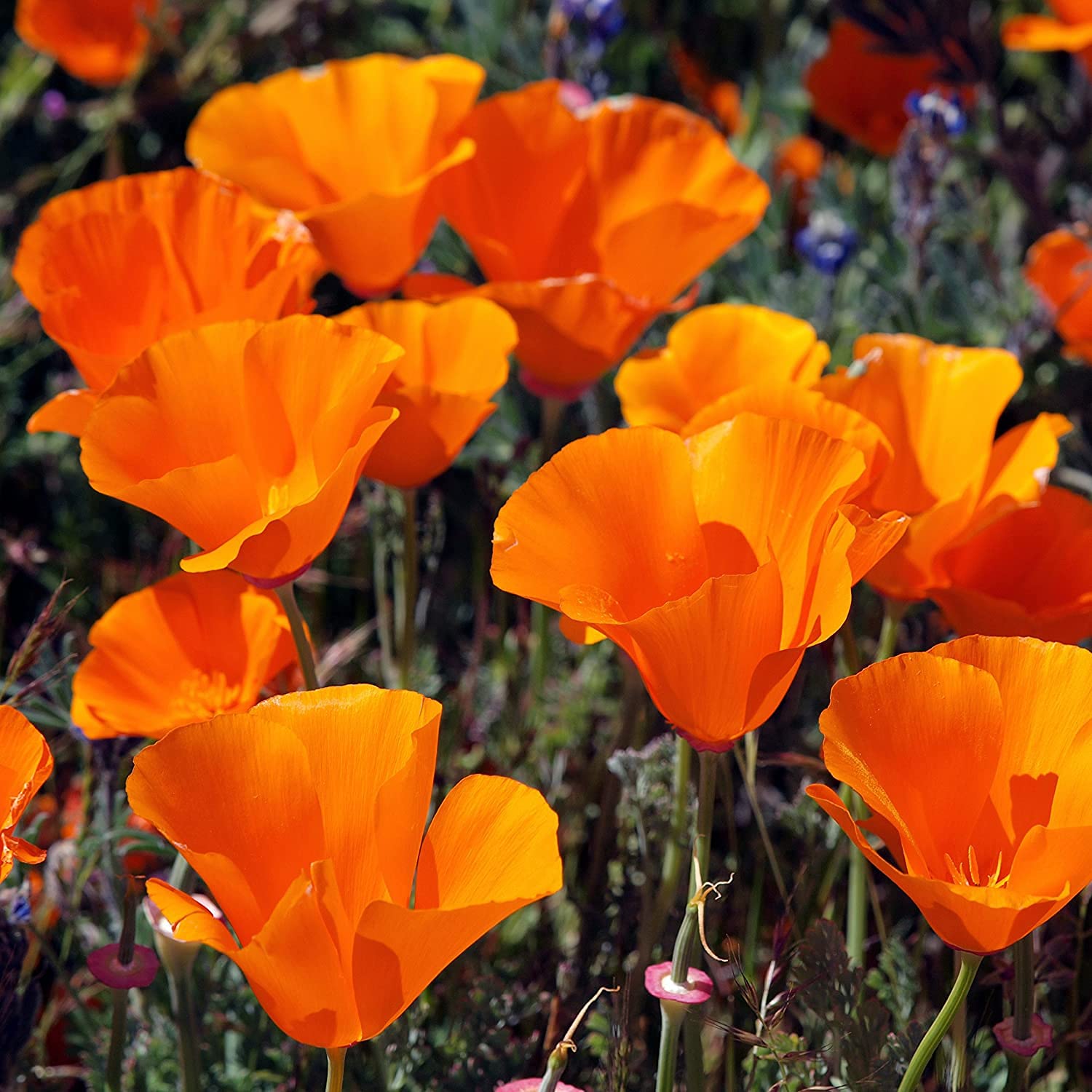 SRI SAI FORESTRY California Poppy Flower Seeds (Mix Color Flowers, For Home Garden, Terrace, Balcony, Home Decoration, All Season India) (B09GW39CLV) Amazon Price History, Amazon Price Tracker