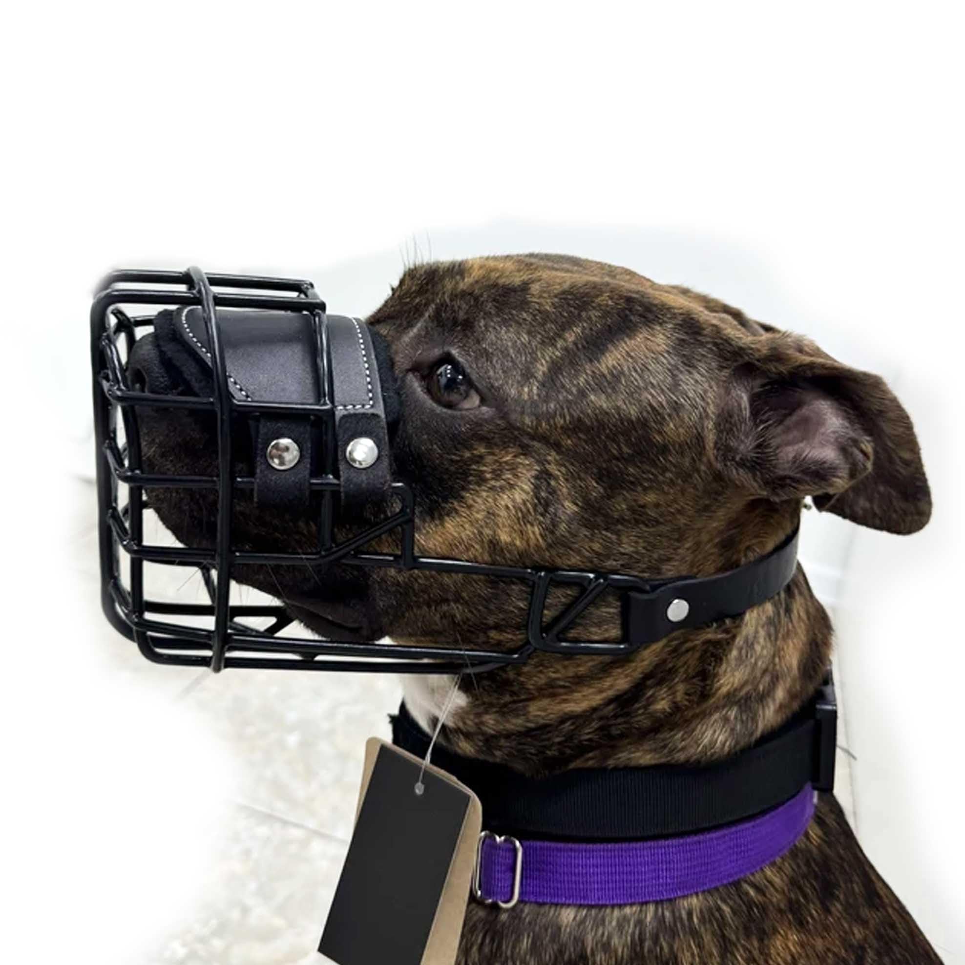 Bozal de Metal para Perro #37 para Amstaff y Pit Bull - Cesta de Alambre recubierta de plástico para Calavera Ancha - Correas de Cuero Transpirables y Ajustables