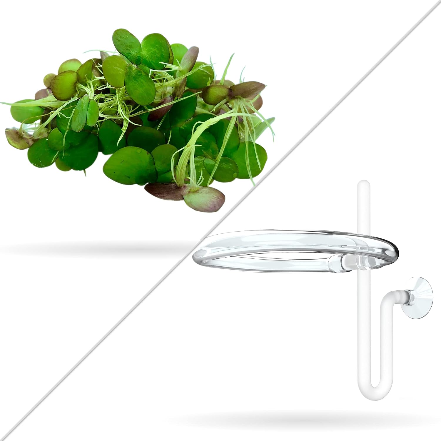 Aquarigram 60+ Giant Duckweed (+Mystery Plant + Invisible Feeding Ring) Live Aquatic Floating Plant for Aquarium (spirodela polyrhiza)