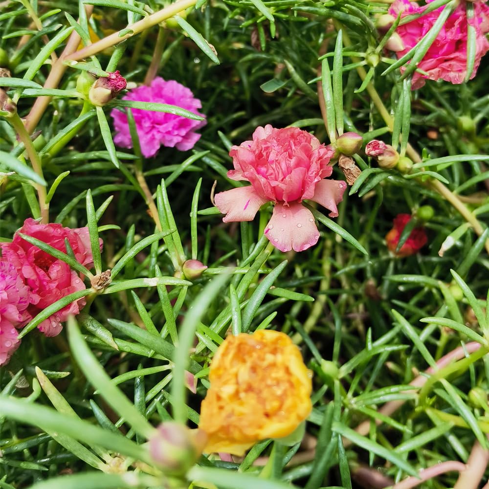 ripee 9 O Clock/Portulaca Mixed Color Beautiful Flower Live Plant For Outdoor Gardening/balcony with pot (B0D3RLXRDF) Amazon Price History, Amazon Price Tracker