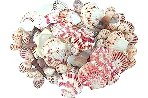 Bag of Seashells: 80 Pieces of Various Maximum Sizes up to 2 Inches