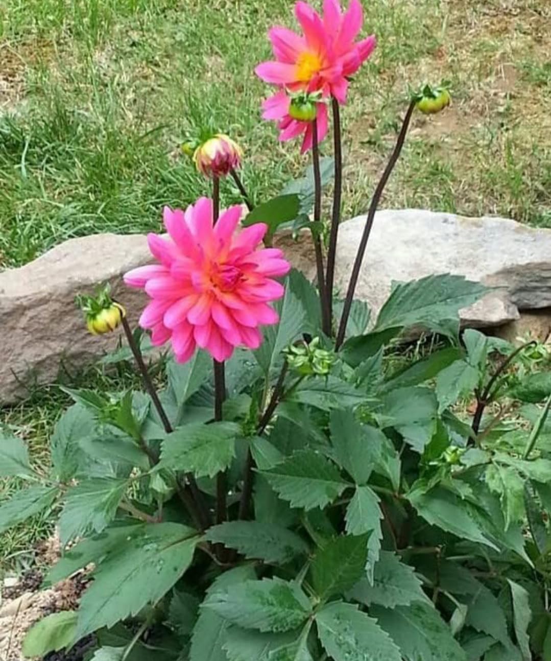 Dahlia Plant Bulbs, Mixed Colors, Decorative Flowering Perennial for Garden and Landscape-image-14