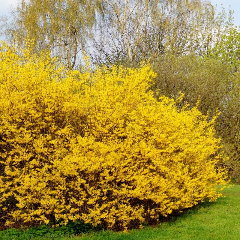 Lynwood Gold Forsythia Bush 6 to 13 Inch Tall, in Pot, Fragrant Forsythia Tree, Yellow Forsythia Plant