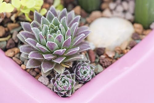 Miniatura 3 de Mosser Lee ML1120 - Grava de río para cubrir la tierra, 5 libras