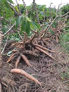 Cassava 10KG 送料込み Amazon.co.jp: Okinawa Cassava 2.2 lbs (1 kg), Okinawa