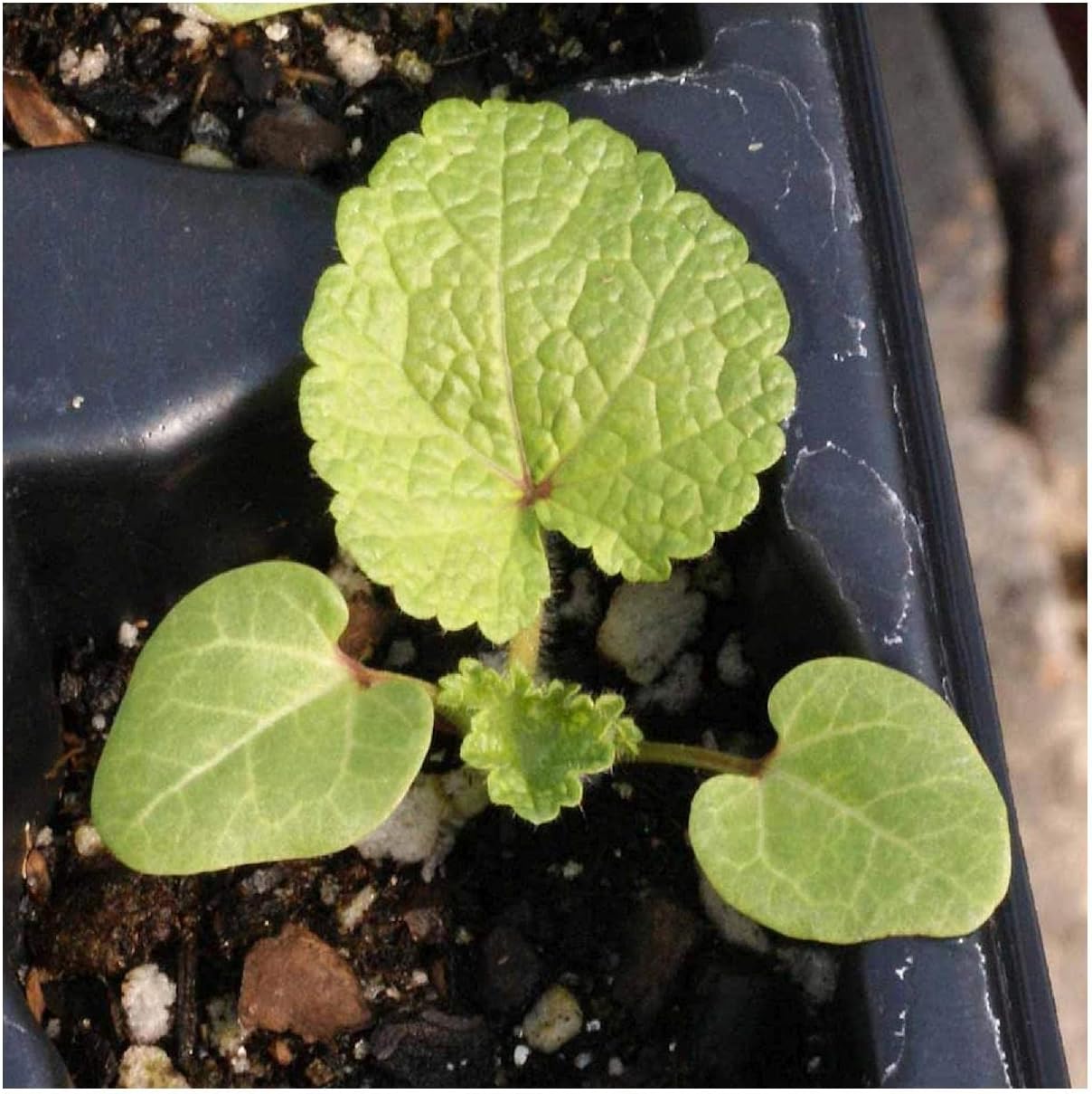 Everwilde Farms - 1/4 Lb Hollyhock Wildflower Seeds - Gold Vault