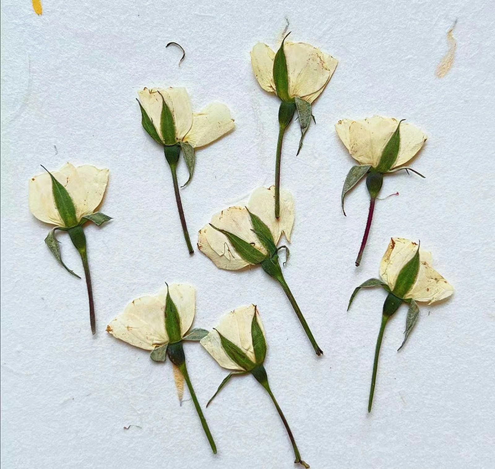 DONGMACE 18 Pcs Side pressed dried rose flowers embossed natural plant specimens handmade DIY beauty and nail materials-B