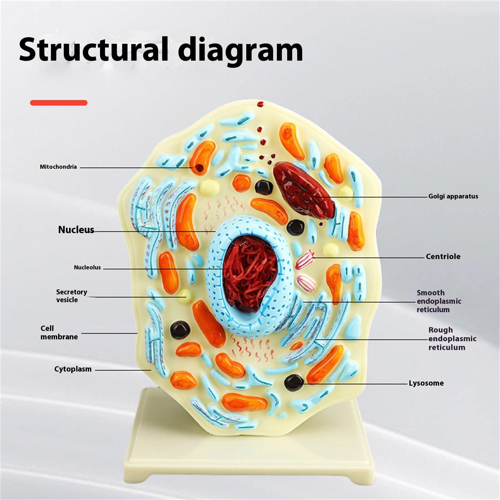 Modello portatile di anatomia cellulare modello di cellule animali Mitocondri Centrioles Strumento didattico di biologia per dimostrazione Strumento didattico di biologia