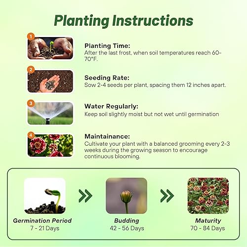 Vista 4 de Outsidepride - Zinnia Haageana, 100 semillas anuales, Aztec Burgundy Bicolor, flores bicolor para plantar, burdeos