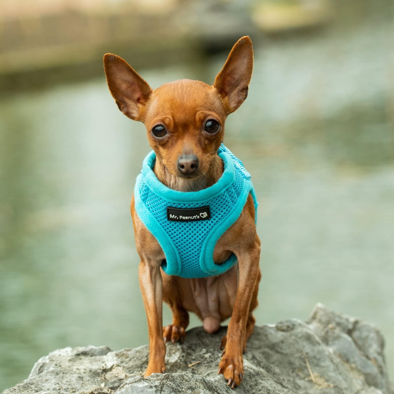 Mr. Peanut's PupTrek Small Dog/Cat Soft Mesh Step in Harness Vest (Medium, Blue)