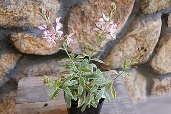 ガウラ　ピンク　10株　まとめ購入希望の方どうぞ♪ ガウラ ピンク 10株 まとめ購入希望の方どうぞ♪