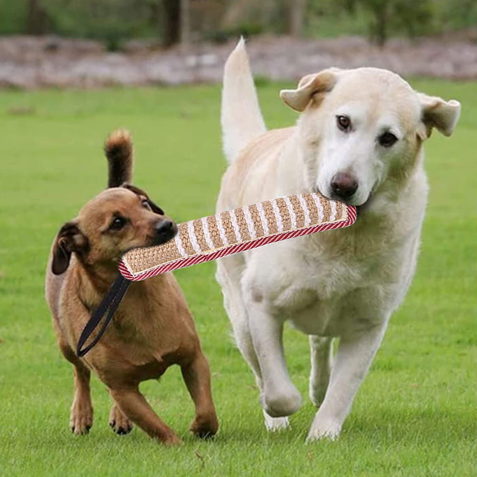 Seasboes Massaggiagengive per cani 30 cm Giocattolo interattivo con due manici