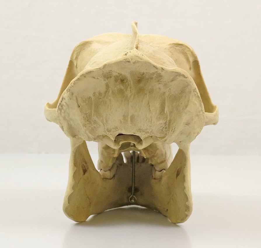 ゴリラ　頭骨　リアル　模型　レプリカ ゴリラ 頭骨 リアル 模型 レプリカ ゴリラ 頭骨 リアル 模型