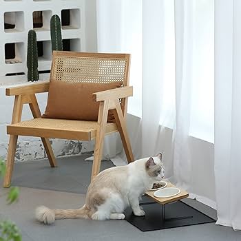 セラミック皿 Amazon.co.jp: FUKUMARU 替え皿のセラミック製食器 シングル