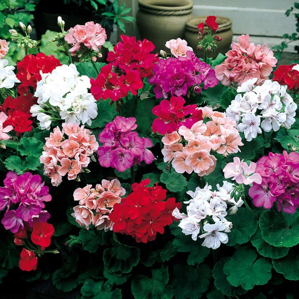 Paudha Geranium Mixed Flower pack of 50 seeds (B09NKW8CB7) Amazon Price History, Amazon Price Tracker