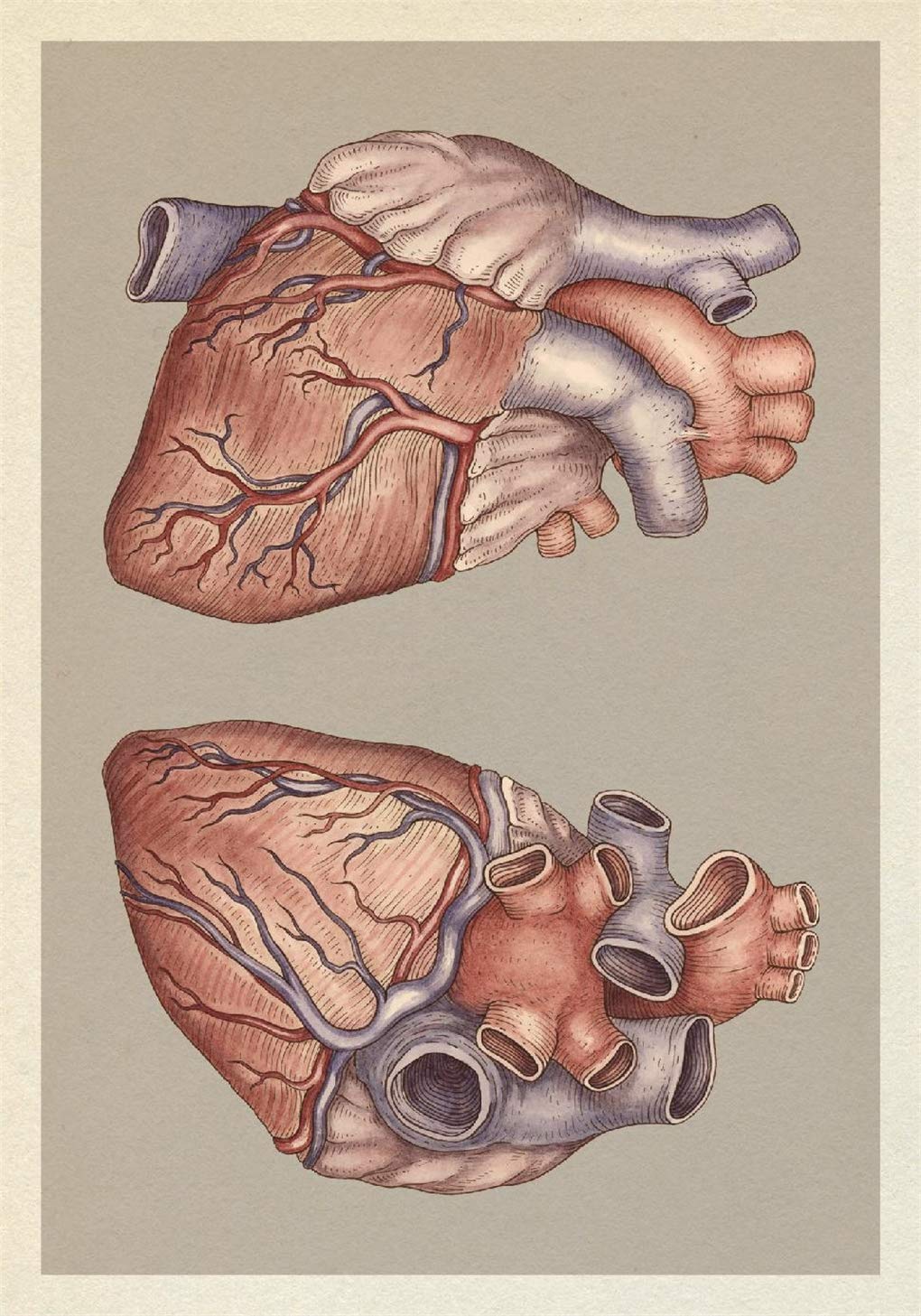 Anatomicum Postcard Box: by Katie Scott