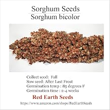 Sorghum Bicolor - 40 Seeds Organically Grown